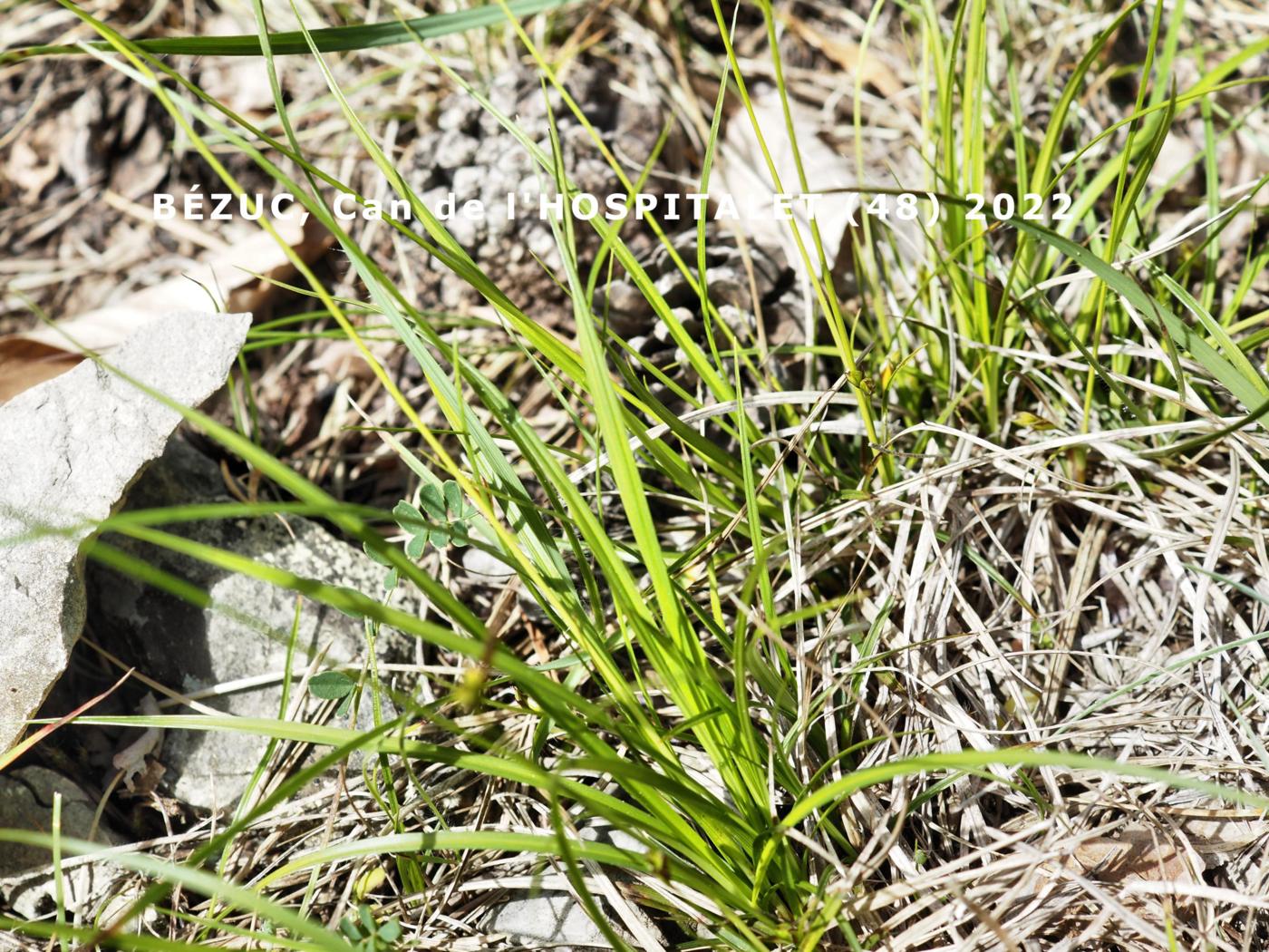 Sedge [of Haller] leaf